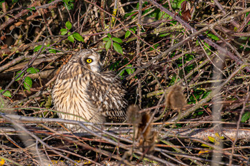 Short-eared owl, asio flammeus, roost in winter trees, Waltham Abbey, Essex, UK