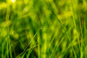drop, grass, greenery, spring, nature, morning