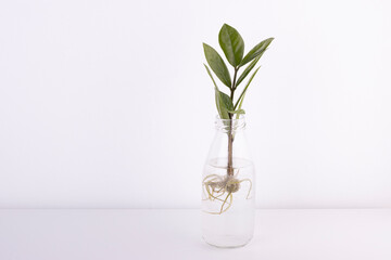 A glass jar with a green indoor plant isolated on a white background