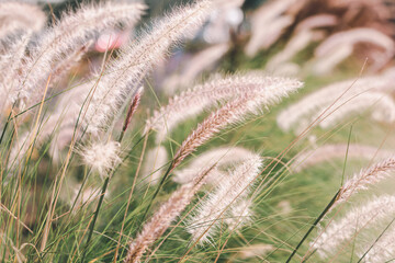 Grass flowers in the nature background after rainy, Soft focus the beautiful a flower in the garden.