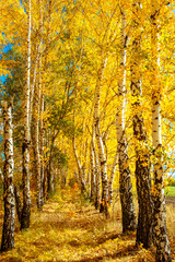 forest, autumn, forest thicket, nature, Russia, the world, recreation,  tree, birches