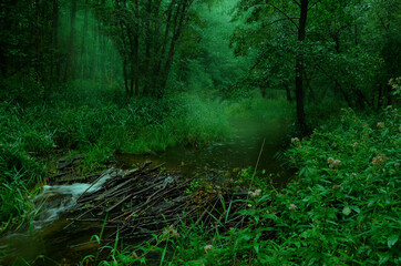 Green rainy forest with flowing river stream, Transparent emerald mist on a background
