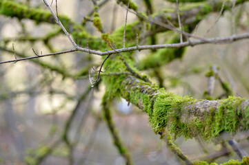 tree branch with green moss