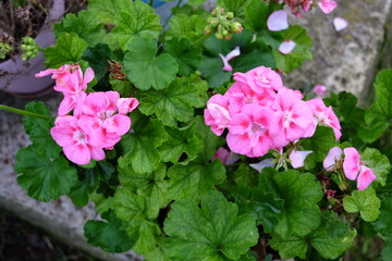 Fototapeta premium Purple flowers phlox paniculata. Flowering branch of pink phlox in the garden in rainy weather. Soft blurred selective focus. Floral background of pink blooming. Texture effect, selective focus.