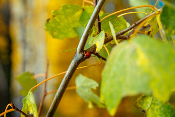 ladybug, red, yellow, autumn, forest