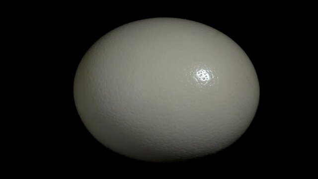 Ostrich egg on a black background .agricultural products