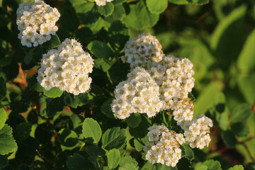 White spring flowers against a blurred green background. Beautiful spring, summer nature. Blurred...