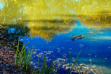 summer, spring, autumn, duck, drake, pond, water