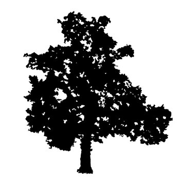 recommend clip art: Tree silhouette isolated on white background. Oak tree icon. Black shape realistic tree with leaves silhouette. Outline icon for nature or landscape apps and websites. Stock vector illustration