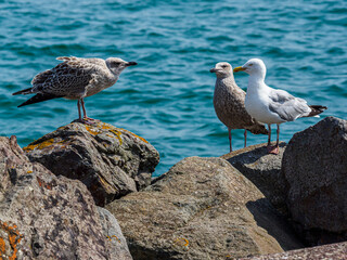 goéland au port de Saint Vaast-la-Hougue en France