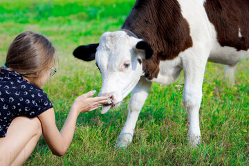 A young calf licks the girl's hand. Friendship between an animal and a child. Teen girl stroking a young bull in a green meadow © SerPak