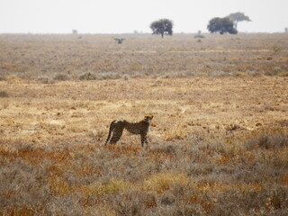 Safari Afrika - Löwe / Zebra / Leopard / Straus / Knu