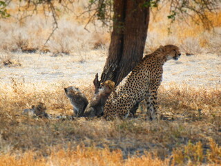 Safari Afrika - Löwe / Zebra / Leopard / Straus / Knu