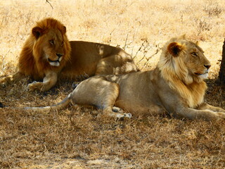 Safari Afrika - Löwe / Zebra / Leopard / Straus / Knu