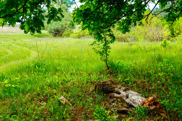 forest,  forest thicket, nature, Russia, the world, spring, summer, greenery