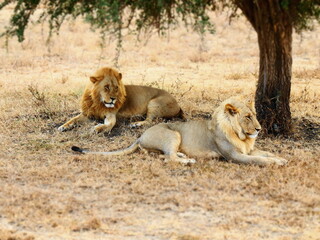 Safari Afrika - Löwe / Zebra / Leopard / Straus / Knu