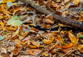 forest, nature, Russia, the world, recreation, oaks, autumn, snake, danger