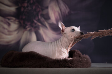 The puppy of the American naked terrier plays