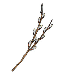 Willow. Blooming willow is brown, yellow, gray. Green leaves and branches of blossoming willow. Vector illustration. Hand drawing.