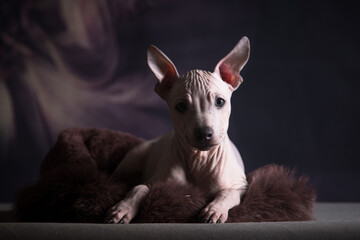 Puppy of the American naked terrier