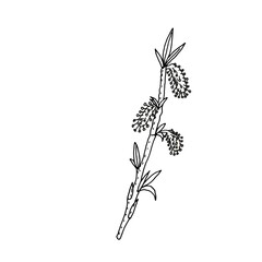 Blooming willow branch in doodle style. Vector illustration. Hand drawing. Spring, Easter element.
