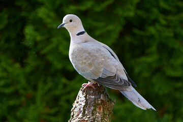 Portrait einer Türkentaube