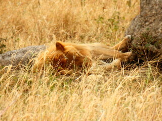 Safari Afrika - Löwe / Zebra / Leopard / Straus / Knu