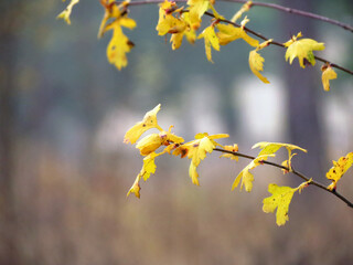 yellow autumn leaves