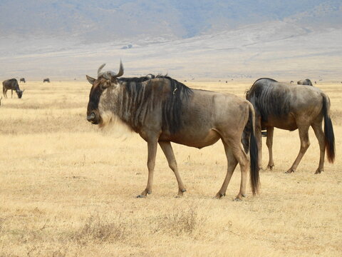 Safari Afrika - L&ouml;we / Zebra / Leopard / Straus / Knu
