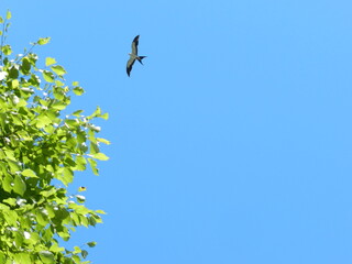 A swallow tail scissor tail kite soaring with grace and elegance in the southern sky