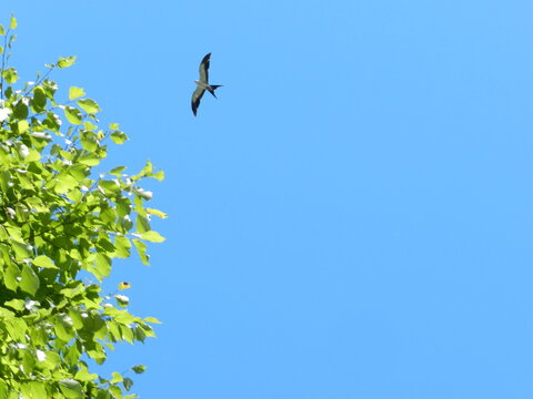 A swallow tail scissor tail kite soaring with grace and elegance in the southern sky