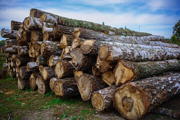 Round wooden logs lie on the ground. Timber harvesting. Round wooden logs lie on the ground. Timber harvesting. Rustic background on a summer day