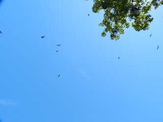 A swallow tail scissor tail kite soaring with grace and elegance in the southern sky