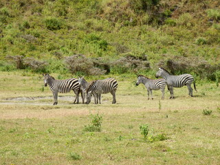 Fototapeta na wymiar Safari Afrika - Löwe Zebra Straus & Co