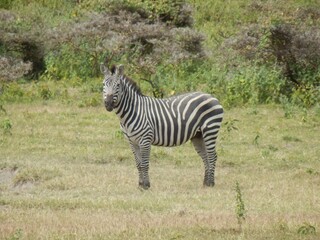Fototapeta na wymiar Safari Afrika - Löwe Zebra Straus & Co