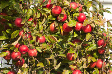 A lot of bright red apples on the branches in autumn. Can be used as a background