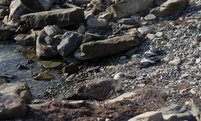 A gull carries a stone in its beak