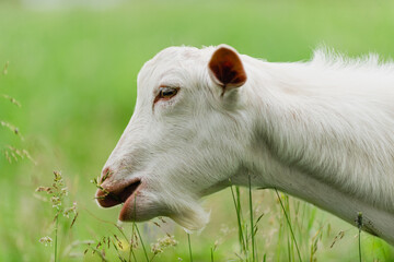Obraz premium A young white goat on a green grassy background. Close-up portrait. Shallow depth of field
