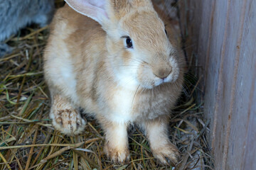 front view of a little cute rabbit in a cage on the hay