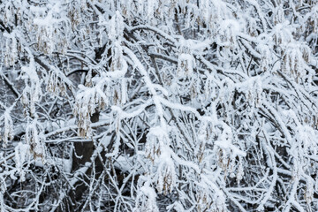 Winter landscape tree branches covered with frost