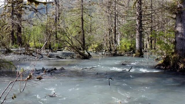Fast Flowing Shallow Stream Between Old Forest Trees At National Park In Alaska, USA. - Long Shot