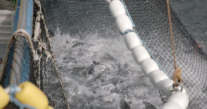 Fishing Net In The Water With Caught Fish In Alaska - slow motion