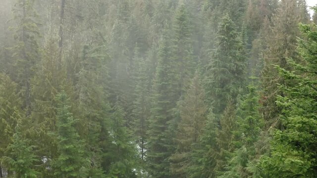 Aerial drone through the trees in the Pacific Northwest in winter