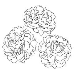 Three blooming peony black outlines isolated on white background. Floral vector illustration for postcards, posters, decor, design, tattoos