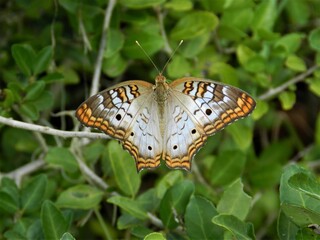 Dainty delicate elegant butterfly 