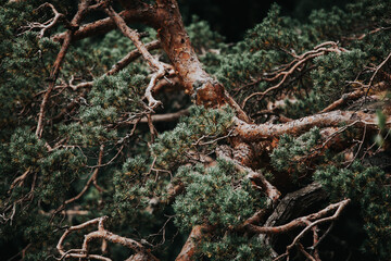 stunning old wind-bent pine branches in the forest after rain