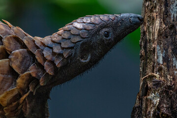 Black-bellied Pangolin, Central African Republic