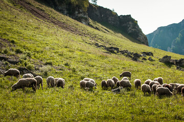 sheep graze at the foot of the mountains in summer