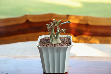 Plant pot for small plants to decorate the house.