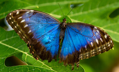 Bright Blue Wings